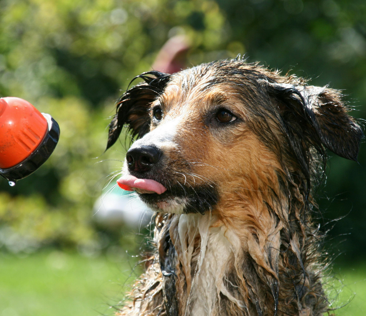 Dog Wash