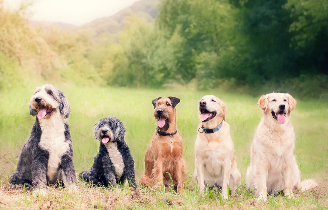 Sensitive Skin Isn’t Just a Human Problem – Why Your Dog Deserves a Gentle, Natural Wash